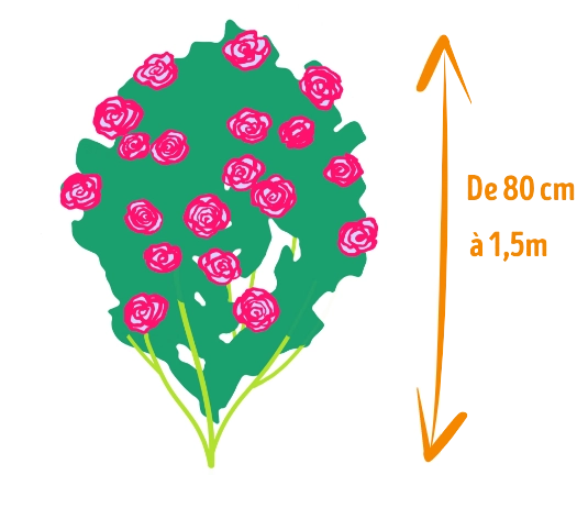 Rosier à fleurs groupées ou grandes fleurs