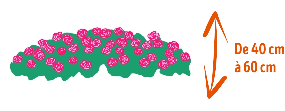 ROSIER BAS, DEVELOPPEMENT EN LARGEUR