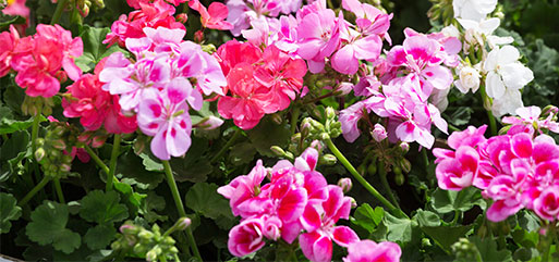 Terreau plantes fleuries & géraniums