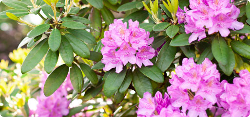 Terre dite de bruyère