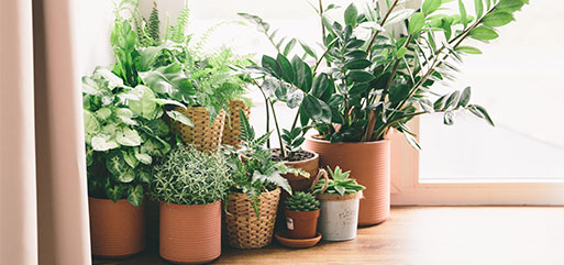 Terreau plantes interieures